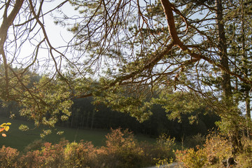 Kiesweg mit herbstlichen Büschen hinter Kiefernzweig im Gegenlicht