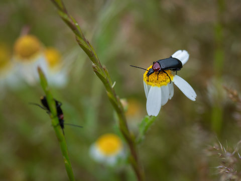 Lema melanopa. The Cereal Leaf Beetle (Oulema melanopus) is a significant crop pest.