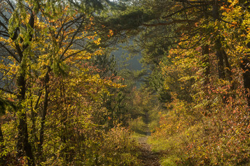 Fototapeta premium Ścieżka przez kolorowe jesienne drzewa