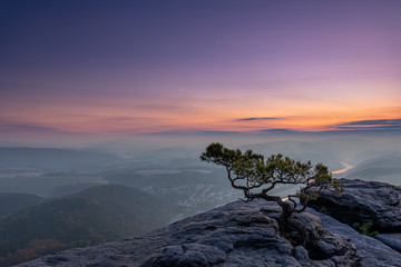 Kiefer auf dem Lilienstein im Elbsandsteingebirge zum Sonnenaufgang © Tilo Grellmann