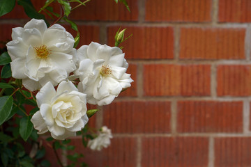white roses in front of a brick wall                   