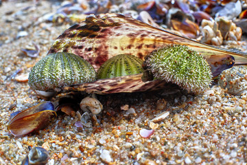 Seashells on the shore