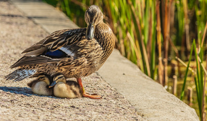 female mallard duck