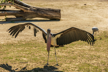 bird in serengeti national park tanzania africa