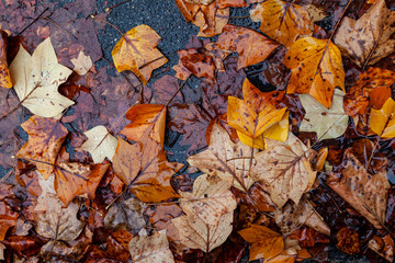 foto di foglie cadute a terra in una giornata piovosa di autunno