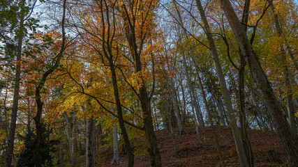 Fototapeta na wymiar Leuchtender Buche wald im Herbst mit Blauem Himmel