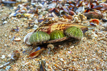 Seashells on the shore