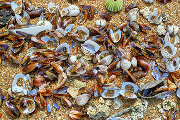 Seashells on the shore