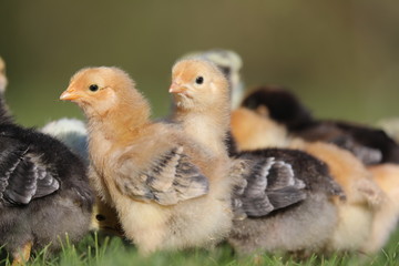 Cute baby chicken in farm