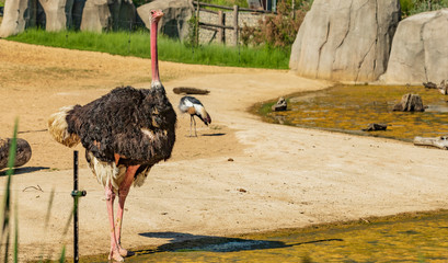 ostrich in zoo