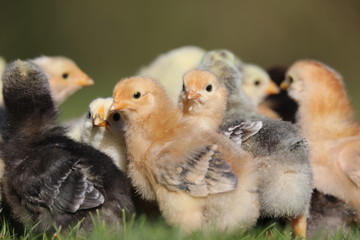 Curious chicken exploring garden