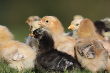 Few days old chicken flock first time outside in grass