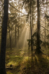 Gegenlicht im Fichtenwald bei Nebel mit sonnenstrahlen und Jagdkanzel