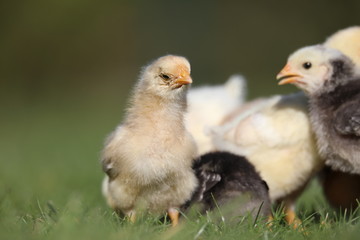 baby chicken and chicks