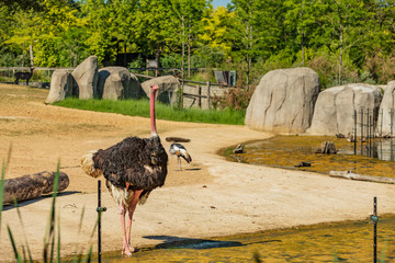 ostrich in zoo