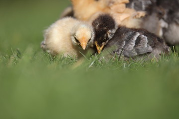 baby chicken cuddle in grass