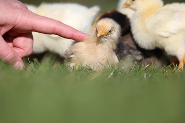 Gently touching few days old tired and sleepy chicken