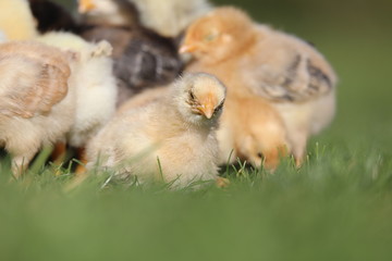 Tired chicken falling asleep in the grass