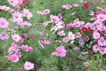 日本に咲いているコスモス