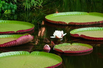 Giant Amazon Water Lily