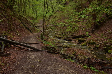 Forest path by a stream in Hungary