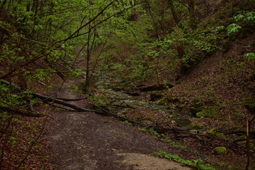 Forest path by a stream in Hungary