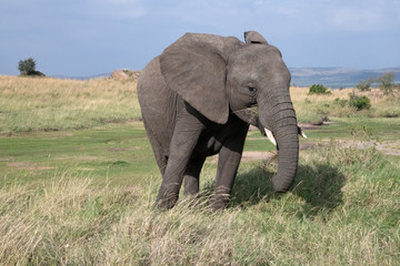Fototapeta na wymiar Elephant eating