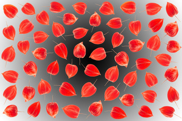 Physalis background