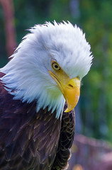 A Beeutiful Eagle.