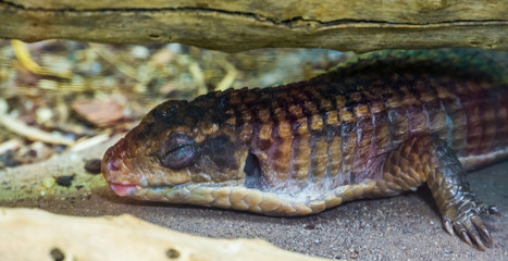 closeup of a sudan plated lizard sleeping, reptile in brumation, tropical animal specie from Africa