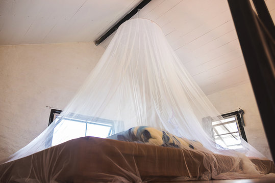 Mosquito net and bed in luxurious room