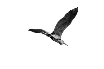 Heron in flight in black and white