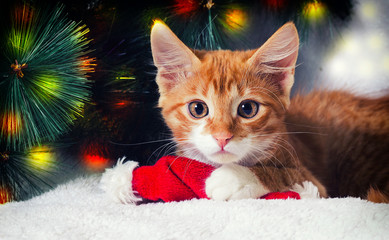 New Year`s striped kitten looks sideways