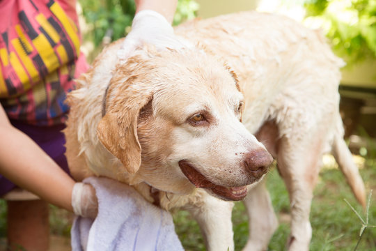 dog bathing relax outdoor labrador retriever with owner 