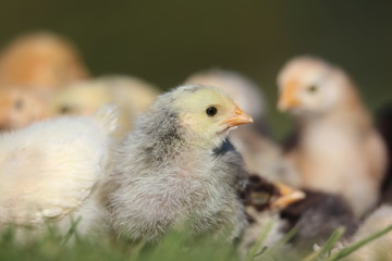 Close portrait of a young chick