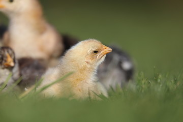 chicken in a grass