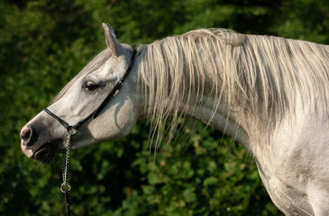 Grey arabian horse expressive portrait in green background in summer. Close up.