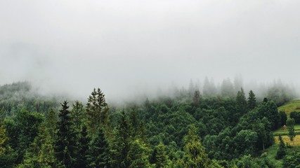 fog in the forest