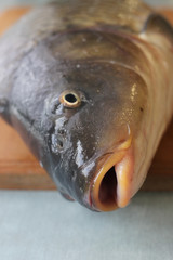 head of the fish carp on a wooden Board
