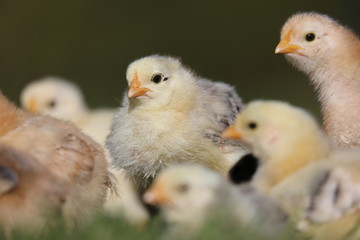 Baby chicken and chicks