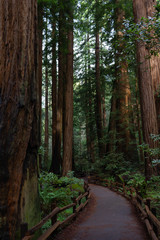Gr&uuml;nes Moos Baume und Wald mit Weg 