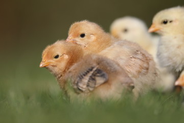 Four cute chicks in grass looking same direction