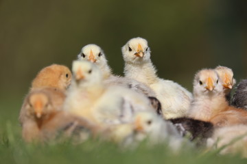 chicks in the grass
