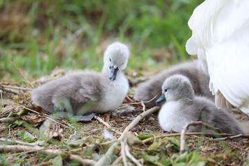 New born cygnets at nest