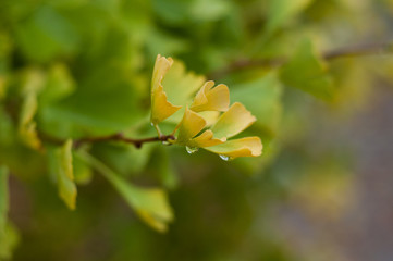 Closeup of rain drops on yellow ginkgo biloba  leaves in a public garden