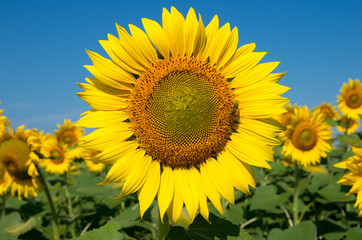 Fototapeta premium field of blooming sunflowers
