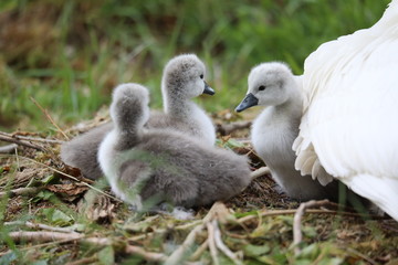 Family of cygnets (7 days old)