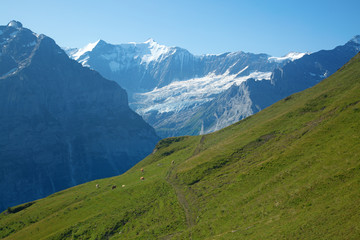 Hiking in swiss alps