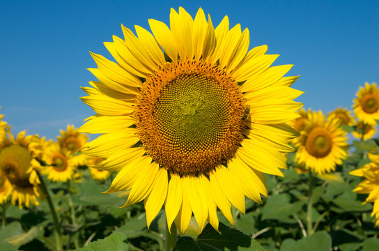field of blooming sunflowers © deyana