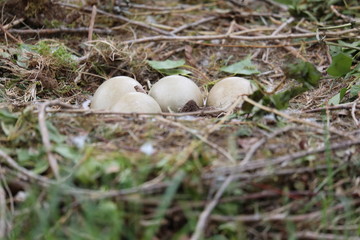 Eggs in swan nest
